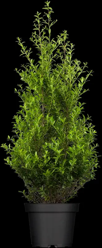 ilex maximowicz. 'kanehirae' ( mutchagara) (100-125 cm) - afbeelding 1