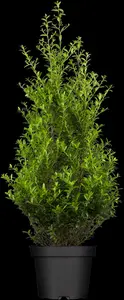 ilex maximowicz. 'kanehirae' ( mutchagara) (100-125 cm) - afbeelding 3