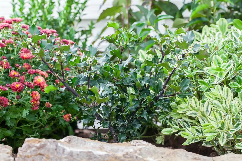 Ilex meserveae 'Blue Angel' 80- 90   C90 BOL - afbeelding 3