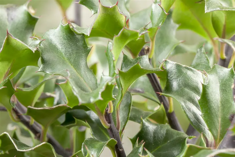 Ilex meserveae 'Blue Angel' 80- 90   C90 BOL - afbeelding 4