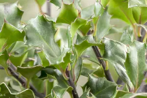 Ilex meserveae 'Blue Angel' 80- 90   C90 BOL - afbeelding 4