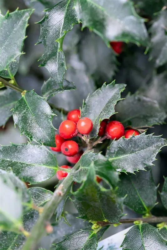 Ilex meserveae 'Blue Princess' 100-125   KLUIT - afbeelding 5