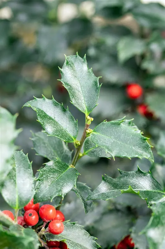 Ilex meserveae 'Blue Princess' 120- +    C BOL - afbeelding 4