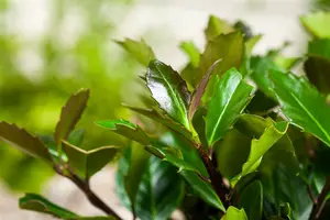 Ilex meserveae 'Heckenblau'® 140-160   KLUIT - afbeelding 1