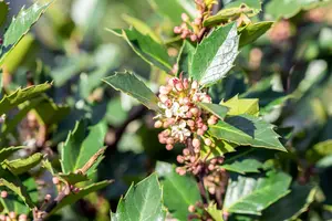 Ilex meserveae 'Heckenblau'® 160-180   KLUIT - afbeelding 2
