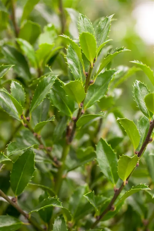 Ilex meserveae 'Heckenfee'® 125-150   KLUIT - afbeelding 2