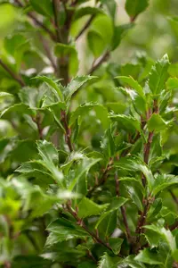 Ilex meserveae 'Heckenfee'® 200-225   KLUIT