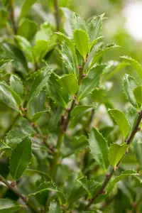Ilex meserveae 'Heckenfee'® 200-225   KLUIT - afbeelding 2