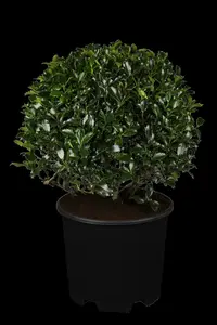 ilex meserveae 'heckenpracht'® 200x100x40 quickhed - afbeelding 5