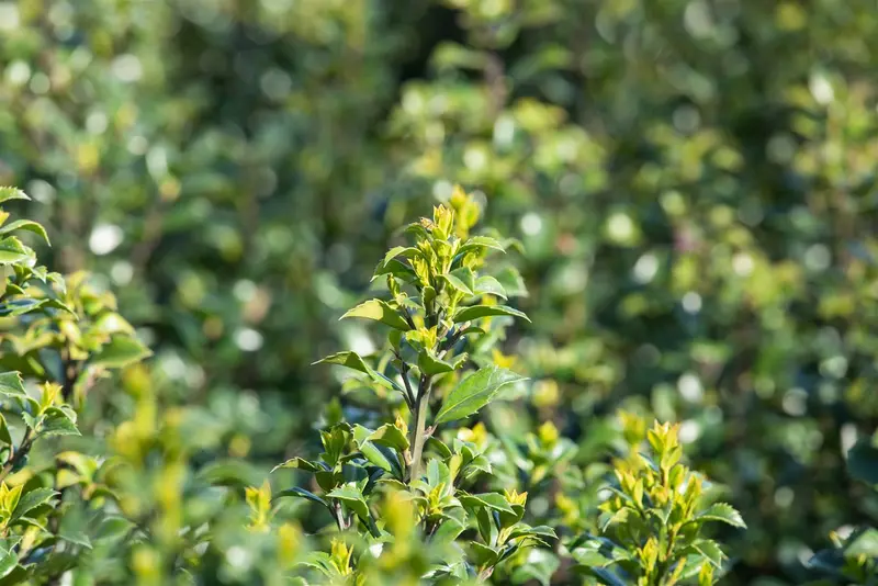 Ilex meserveae 'Heckenstar'® 125-150   KLUIT - afbeelding 4