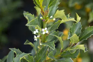 Ilex meserveae 'Heckenstar'® 175-200   KLUIT - afbeelding 2