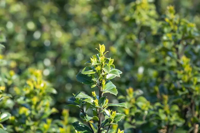Ilex meserveae 'Heckenstar'® 175-200   KLUIT - afbeelding 5