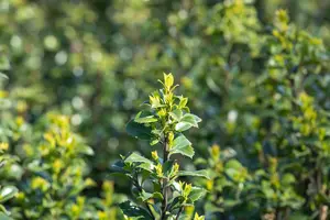 Ilex meserveae 'Heckenstar'® 175-200   KLUIT - afbeelding 5