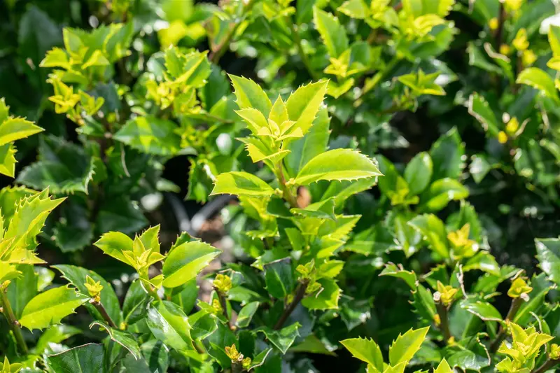 Ilex meserveae 'Heckenstar'® 80-100   C7,5 - afbeelding 3