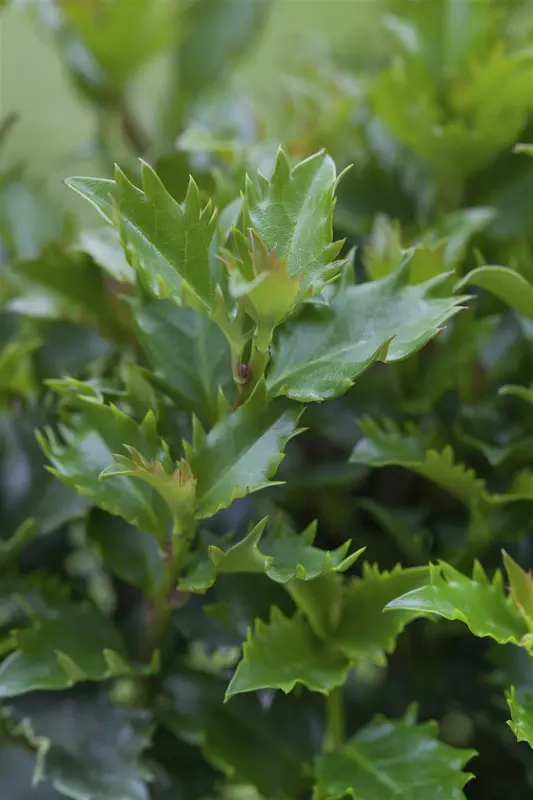 Ilex meserveae 'Little Rascal' 25- 30   C5 BOL - afbeelding 1