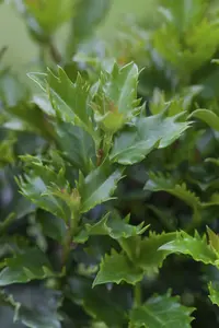 Ilex meserveae 'Little Rascal' 25- 30   C5 BOL - afbeelding 1