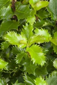 Ilex meserveae 'Little Rascal' 25- 30   C5 BOL - afbeelding 2