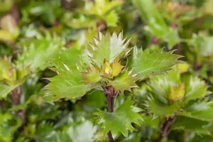 Ilex meserveae 'Little Rascal' 25- 30   C5 BOL - afbeelding 3
