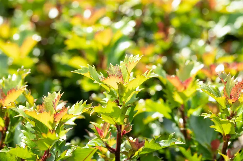 Ilex meserveae 'Little Rascal' 25- 30   C5 BOL - afbeelding 5