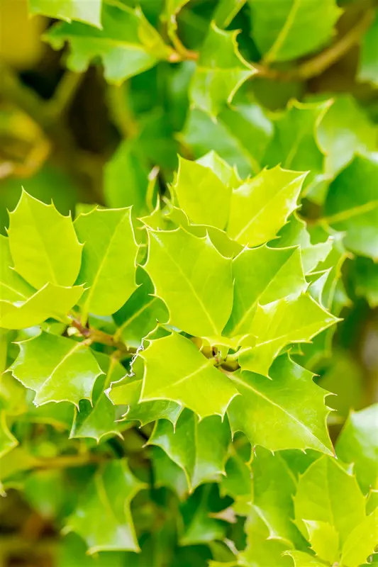 Ilex 'Nellie R. Stevens' 100-120   KLUIT - afbeelding 2