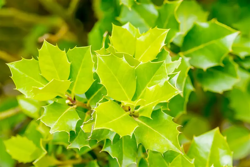ilex 'nellie r. stevens' 12/14 C55 - afbeelding 1