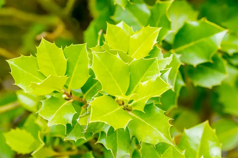 Ilex 'Nellie R. Stevens' 12/14 HO C55 VRGL - afbeelding 1