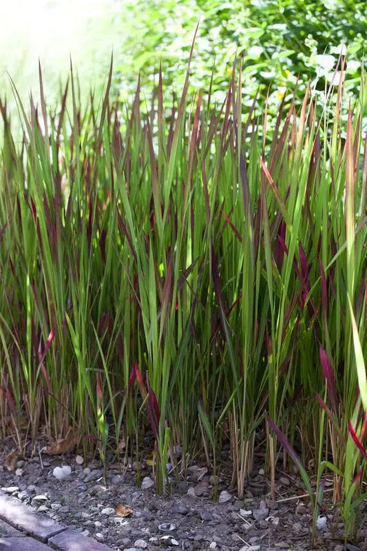 Imperata cyl. 'Red Baron' BIOPOT   P8 - afbeelding 2