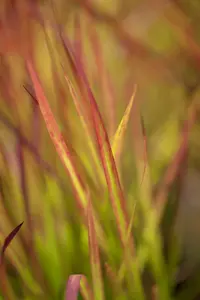 Imperata cyl. 'Red Baron' BIOPOT   P8 - afbeelding 3