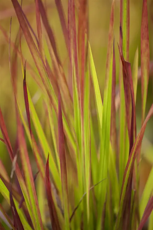 Imperata cyl. 'Red Baron' BIOPOT   P8 - afbeelding 4