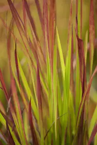 Imperata cyl. 'Red Baron' BIOPOT   P8 - afbeelding 4