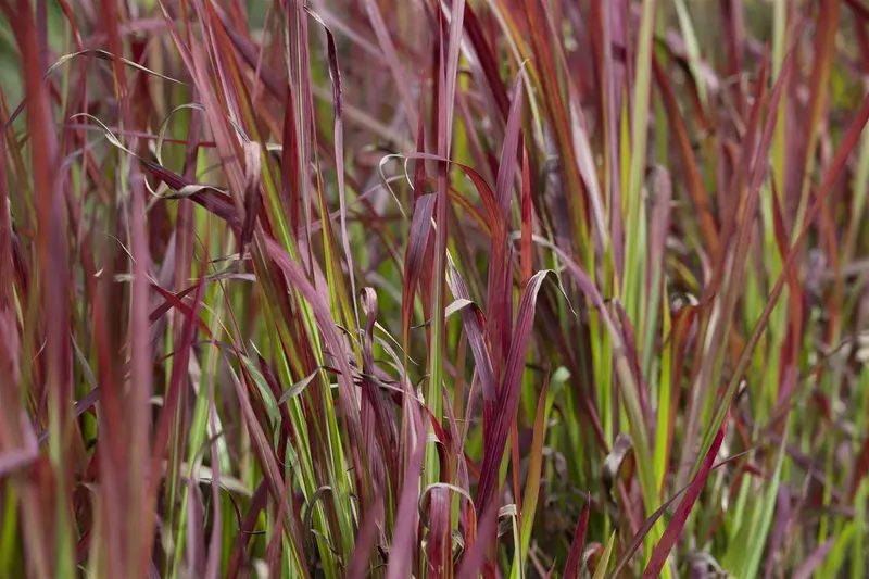 Imperata cyl. 'Red Baron' BIOPOT   P8 - afbeelding 1