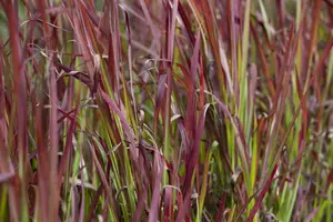 Imperata cyl. 'Red Baron' BIOPOT   P8 - afbeelding 1