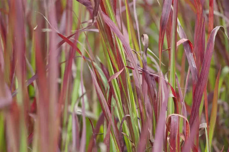 Imperata cyl. 'Red Baron' BIOPOT   P8 - afbeelding 5
