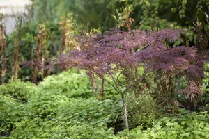 acer palm. 'inaba shidare' C35 - afbeelding 5