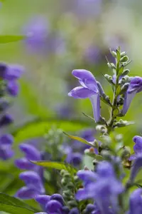 scutellaria incana P9 - afbeelding 2