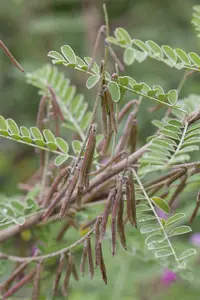 Indigofera heterantha 30- 40   C - afbeelding 2