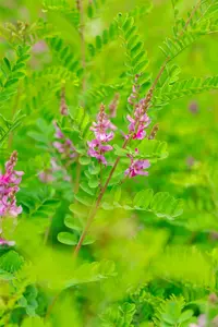 Indigofera heterantha 30- 40   C - afbeelding 4