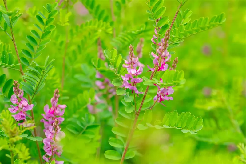 Indigofera heterantha 30- 40   C - afbeelding 3