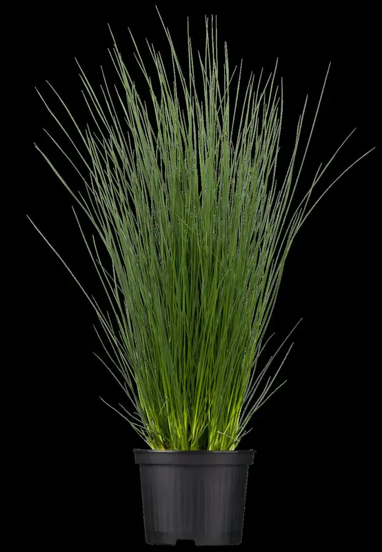 juncus inflexus ( glaucus) P9 - afbeelding 1