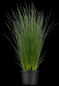 juncus inflexus ( glaucus) P9 - afbeelding 2