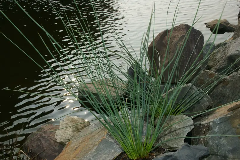 juncus inflexus ( glaucus) P9 - afbeelding 2