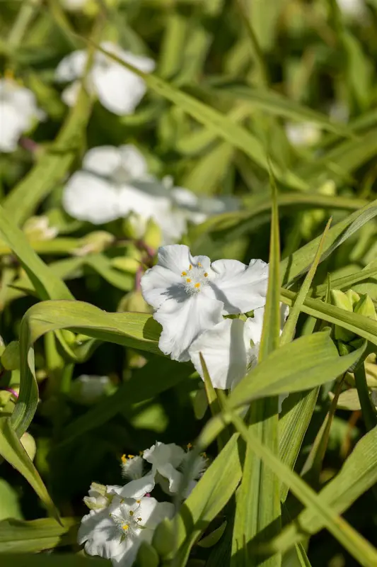 tradescantia (a) 'innocence' P9 - afbeelding 3