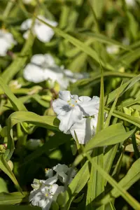 tradescantia (a) 'innocence' P9 - afbeelding 3