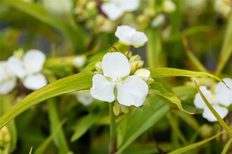 tradescantia (a) 'innocence' P9 - afbeelding 1