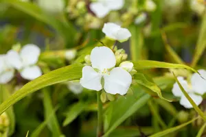 tradescantia (a) 'innocence' P9 - afbeelding 5