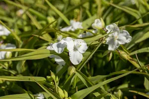tradescantia (a) 'innocence' P9 - afbeelding 4