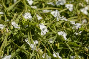 tradescantia (a) 'innocence' P9 - afbeelding 5