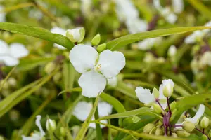 tradescantia (a) 'innocence' P9 - afbeelding 2