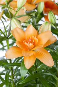 Intro Grow - Lily - 6,2m² Aluminium Gehard Glas 3mm - afbeelding 2