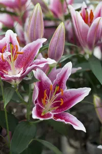 Intro Grow - Lily - 6,2m² Aluminium Gehard Glas 3mm - afbeelding 6